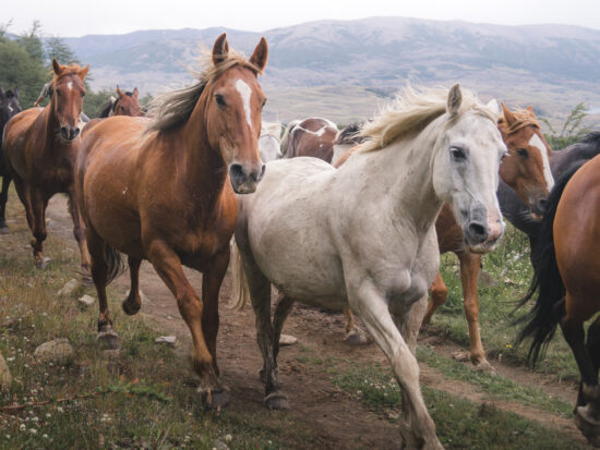 Patagonian Horses I