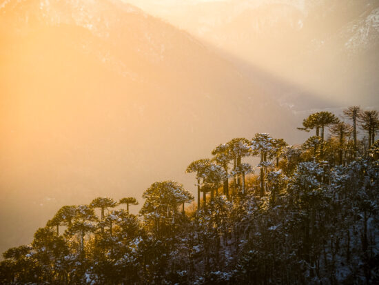 Araucarias at Sunrise