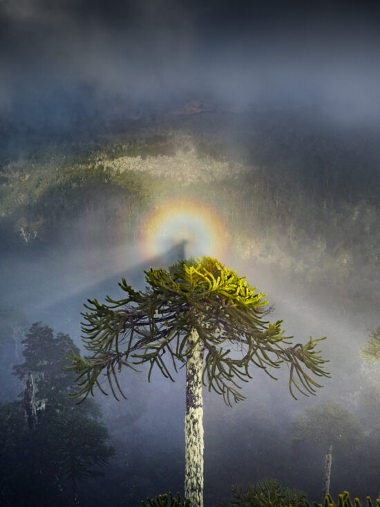 Glory Phenomenon Over Araucaria