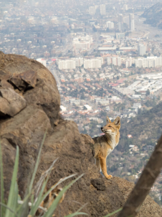 Urban Fox