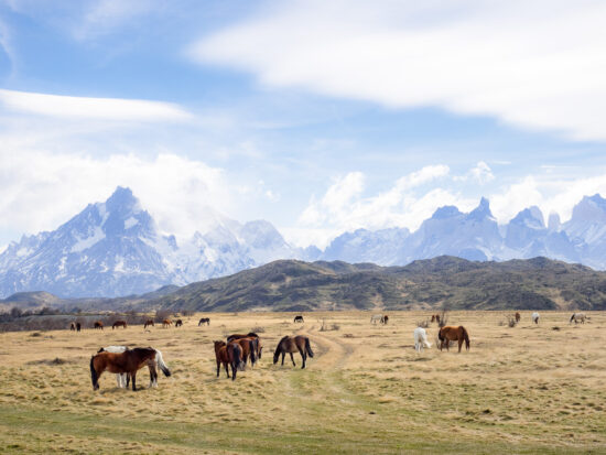 Patagonian Landscape I